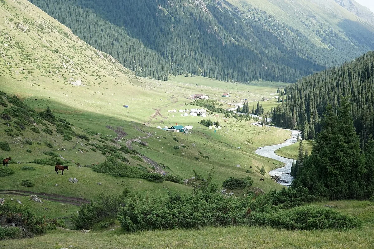 Altın Araşan